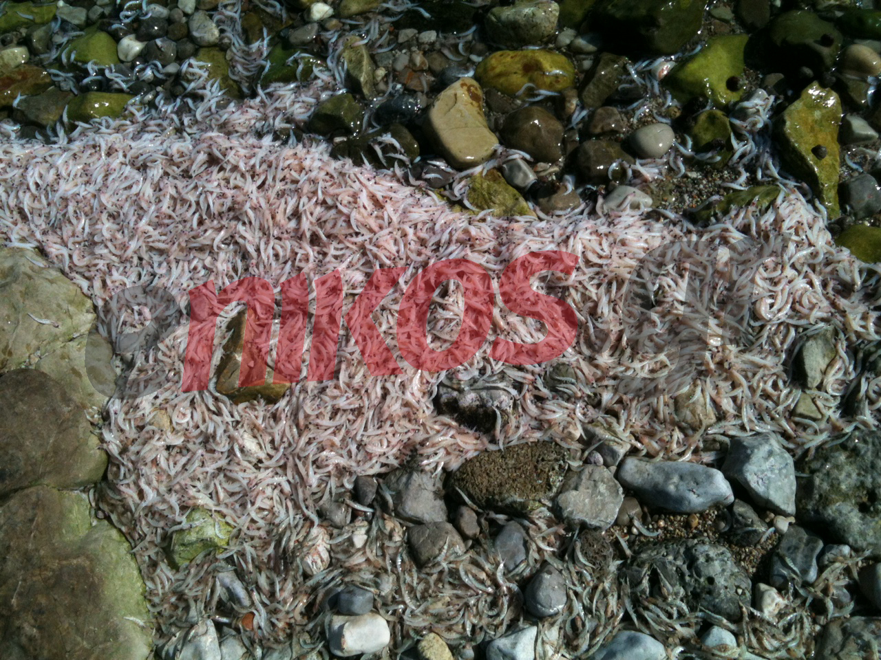 Κόρινθος:Νεκρές γαρίδες στην παραλία