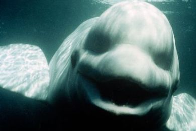 Λευκή φάλαινα μίλησε!