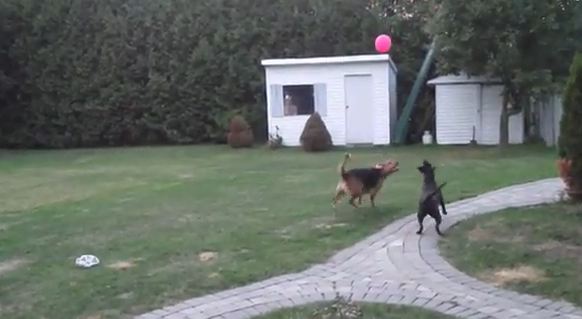 Δύο σκύλοι και ένα μπαλόνι!