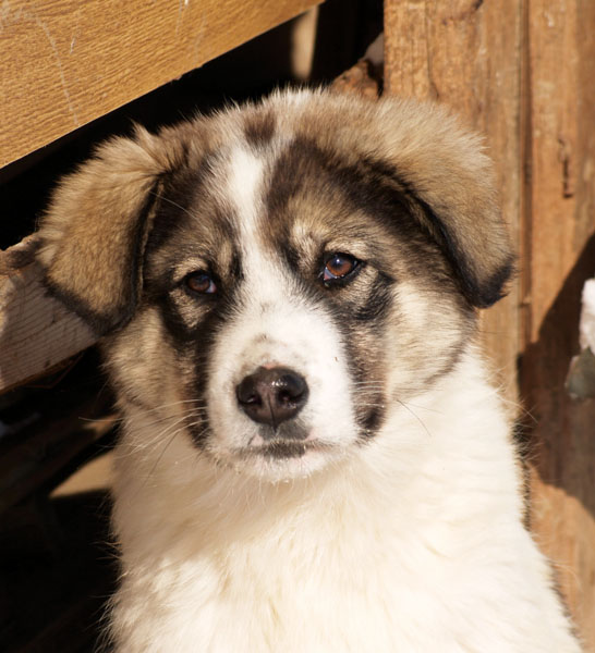 Ο σκύλος της Ελλάδας