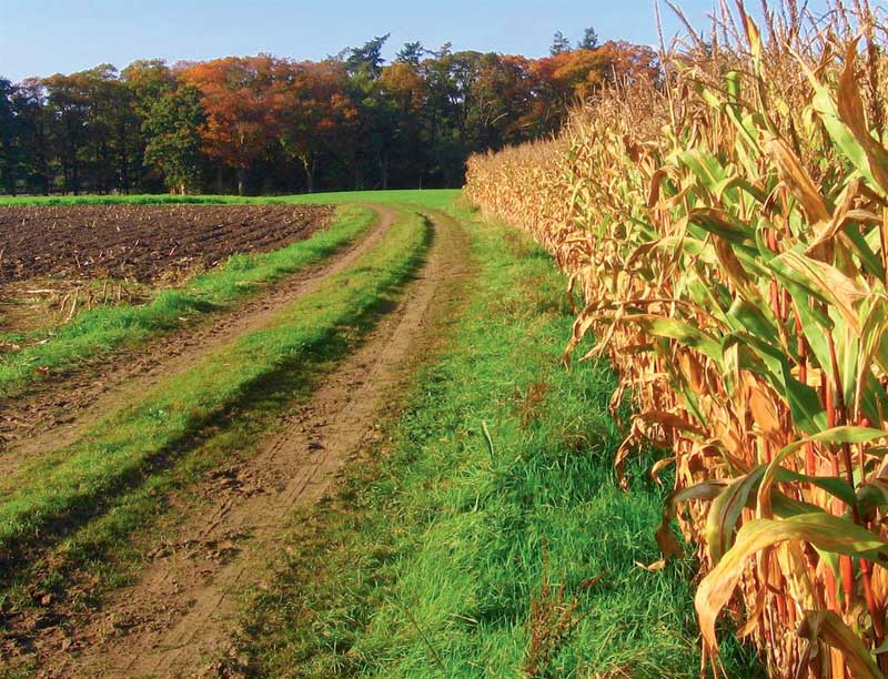 Τον πυροβόλησε για τα χωράφια