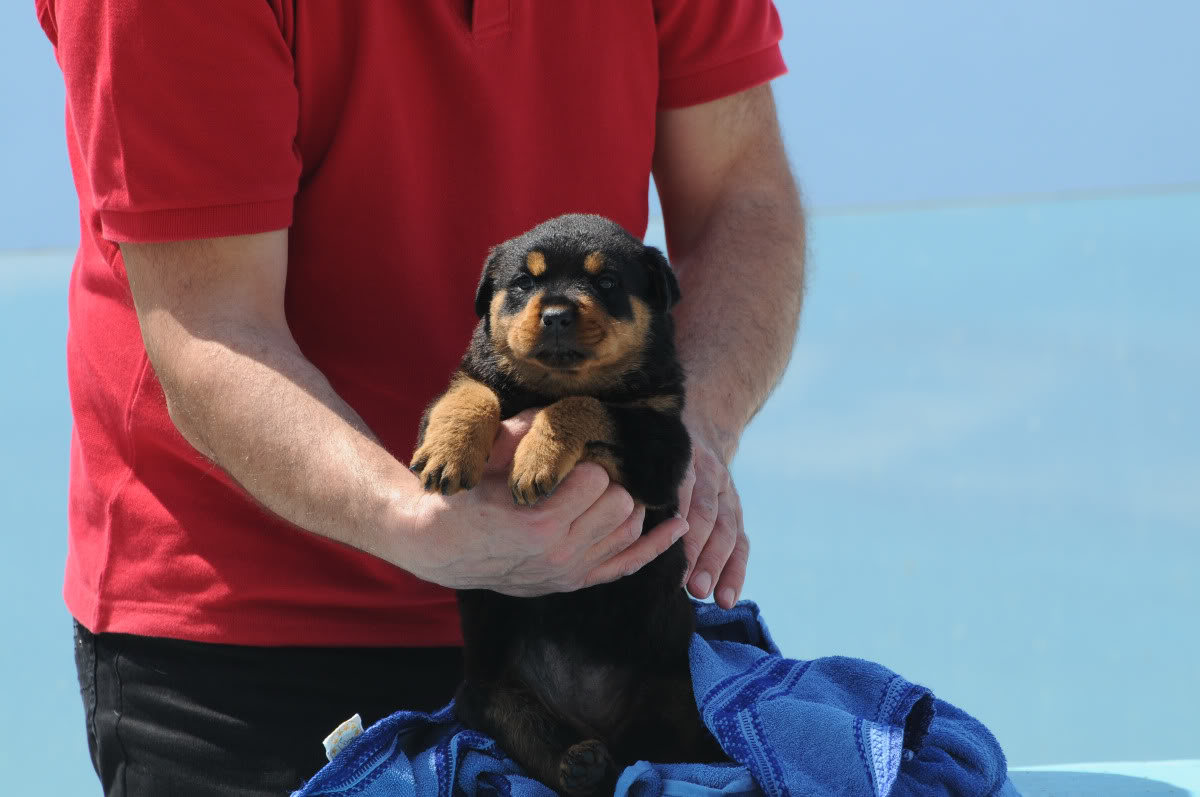 ‘Εδειρε κουτάβι μέχρι θανάτου