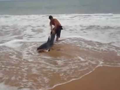 Προσπάθησε να σώσει τον καρχαρία!
