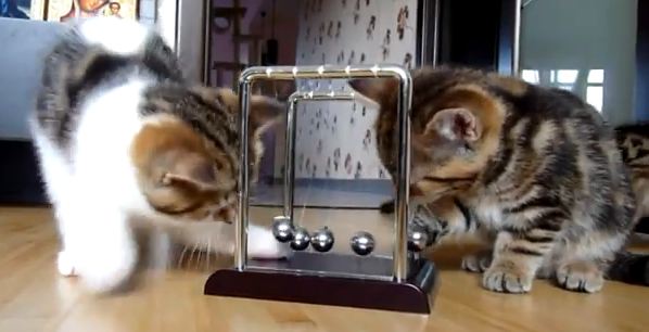 Οι τετράποδοι μαθητές του Νεύτωνα