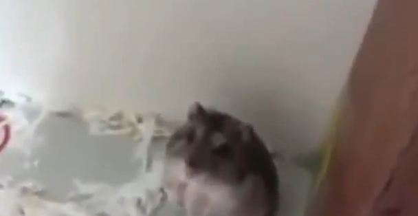 Χαμστεράκι για… Όσκαρ!