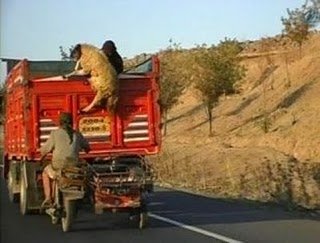 Έκλεψαν πρόβατα και τα παράτησαν