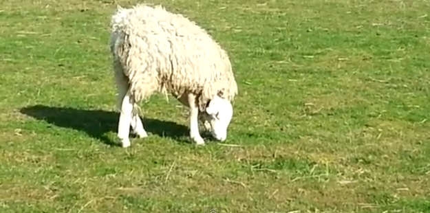 Πρόβατο με… ανάποδο κεφάλι