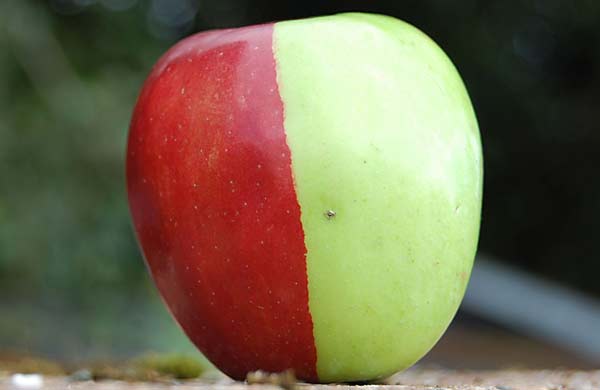 Το…δίχρωμο μήλο!