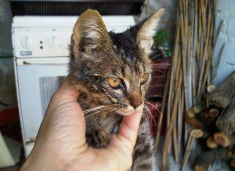 Πέταξαν στα σκουπίδια γατάκι