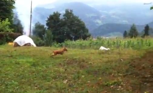 Η…ντρίπλα της γάτας!