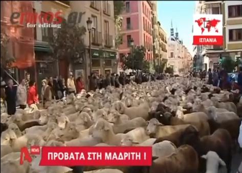 Γέμισε πρόβατα η Μαδρίτη!