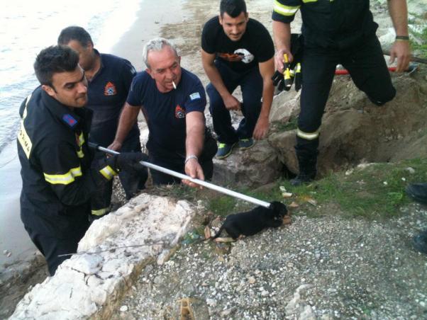 Έσωσαν κουτάβια