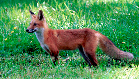 Αλεπού με λύσσα στην Κοζάνη