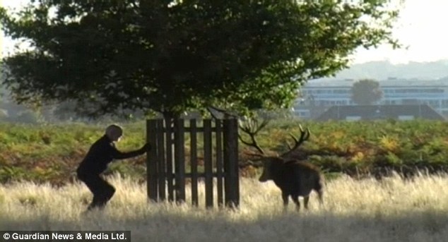 Τον κυνήγησε ελάφι!