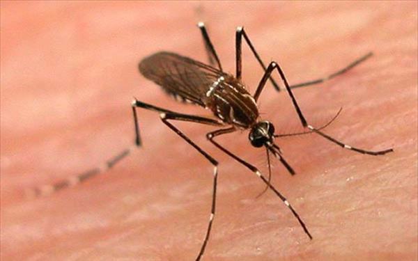 Reuters:Επιστρέφει η ελονοσία στην Ελλάδα