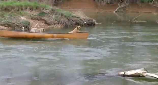Τετράποδος διασώστης