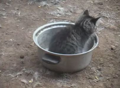 Εφτά ζωές σε μια…κατσαρόλα