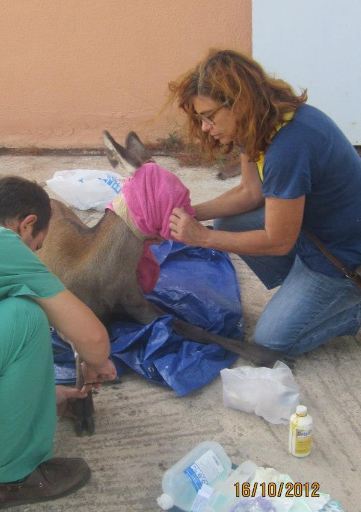 Φώτο – Έσωσαν ελαφάκι