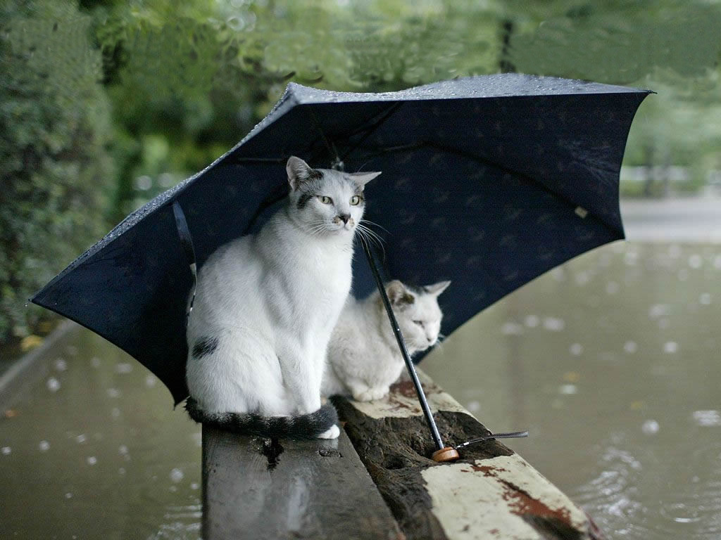 Ομπρέλα και αδιάβροχο σήμερα