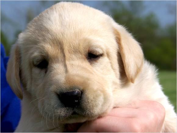 Μπαζάρ για την προστασία των ζώων