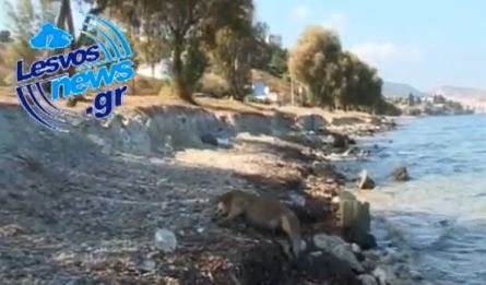 Ο «μανιακός» της Λέσβου