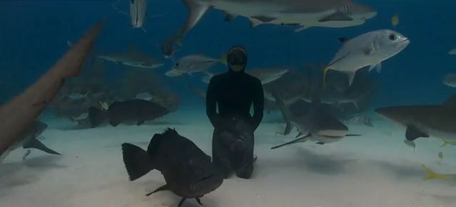 Χορεύοντας με τους… καρχαρίες!