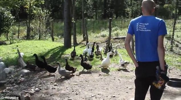 Πάπιες που φοβούνται το νερό!