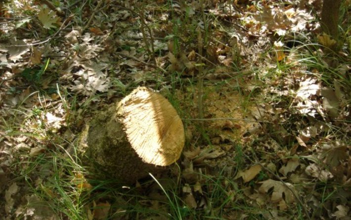 Οικολογική καταστροφή