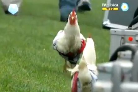 Γέμισε το γήπεδο…κότες!