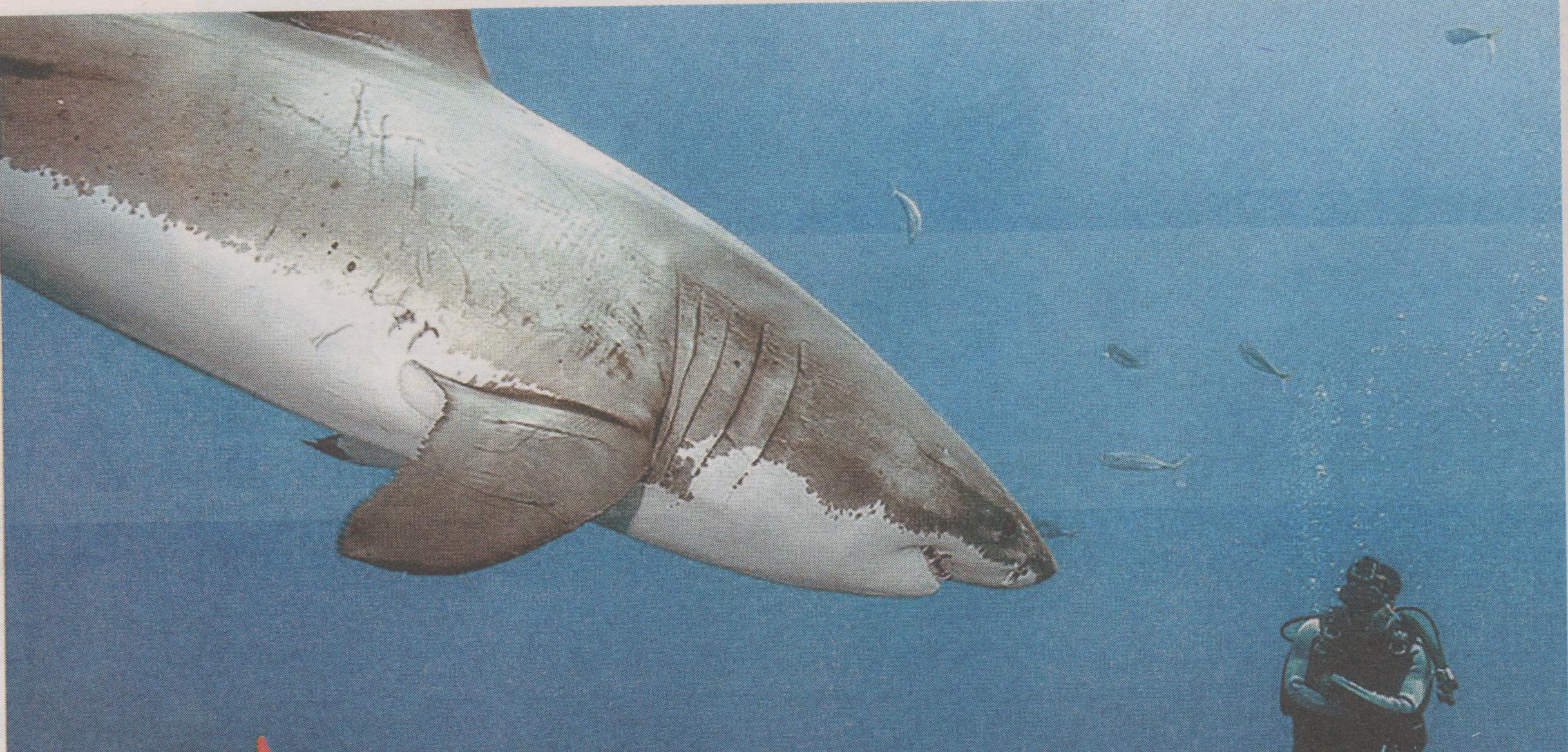 Ραντεβού με τον καρχαρία