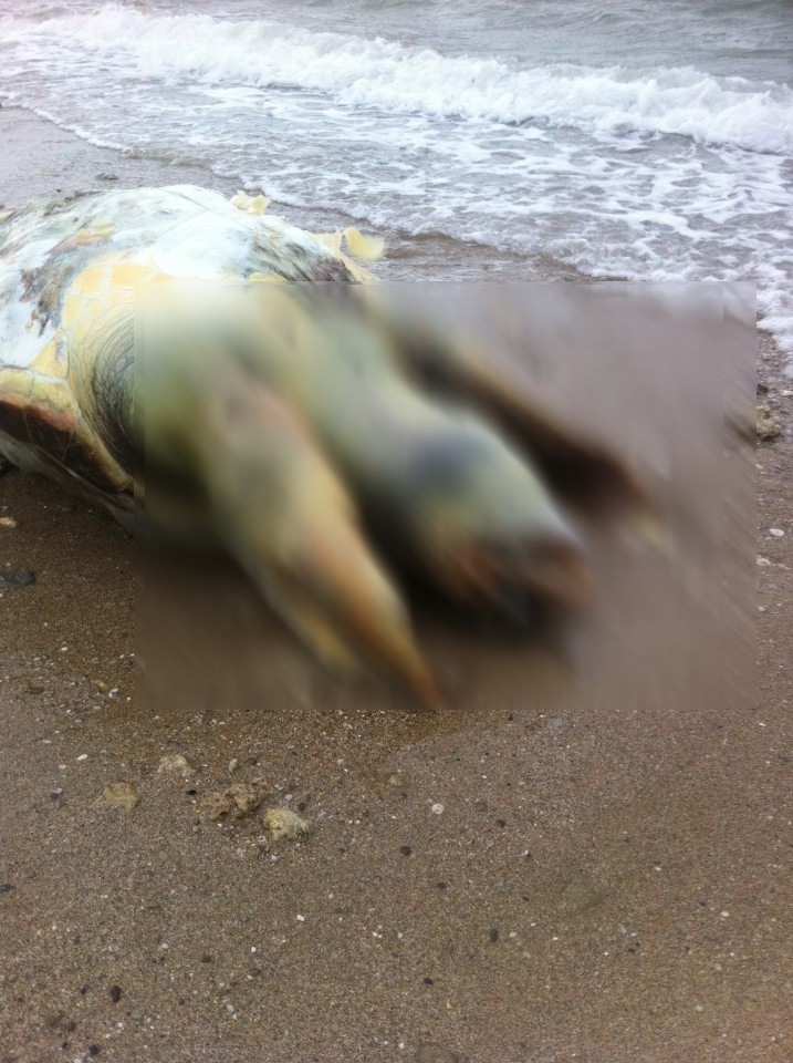 Νεκρή βρέθηκε θαλάσσια χελώνα