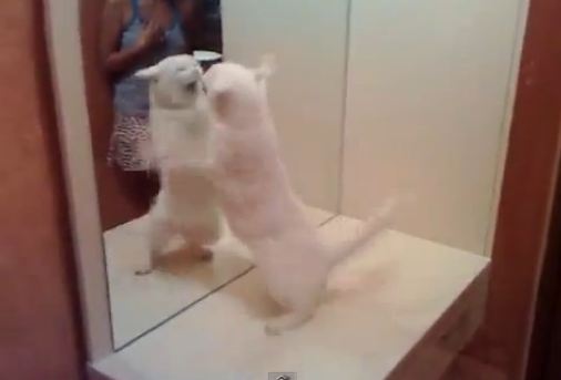 Τσακώνεται με τον… εαυτό της!