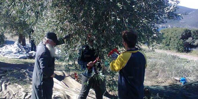 Ο Μητροπολίτης Θηβών μαζεύει ελιές