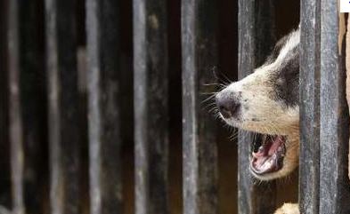 Η κτηνοβασία διχάζει τ��ν Γερμανία
