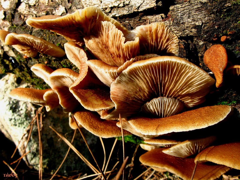 Ενα… χωριό στο νοσοκομείο