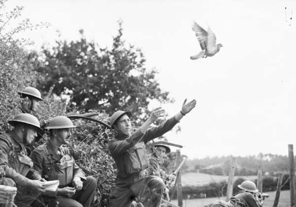 Μήνυμα 70 ετών με το… περιστέρι