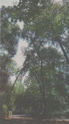 Διχάζει το πάρκο στο Αγρίνιο