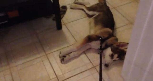 Ο σκύλος που βαριέται τη βόλτα!