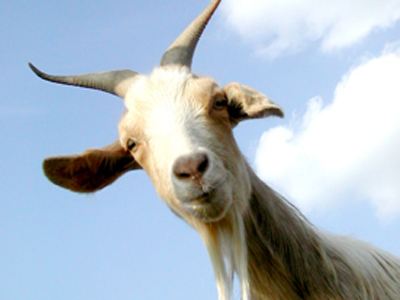 Πυροβόλησε… κατσίκα