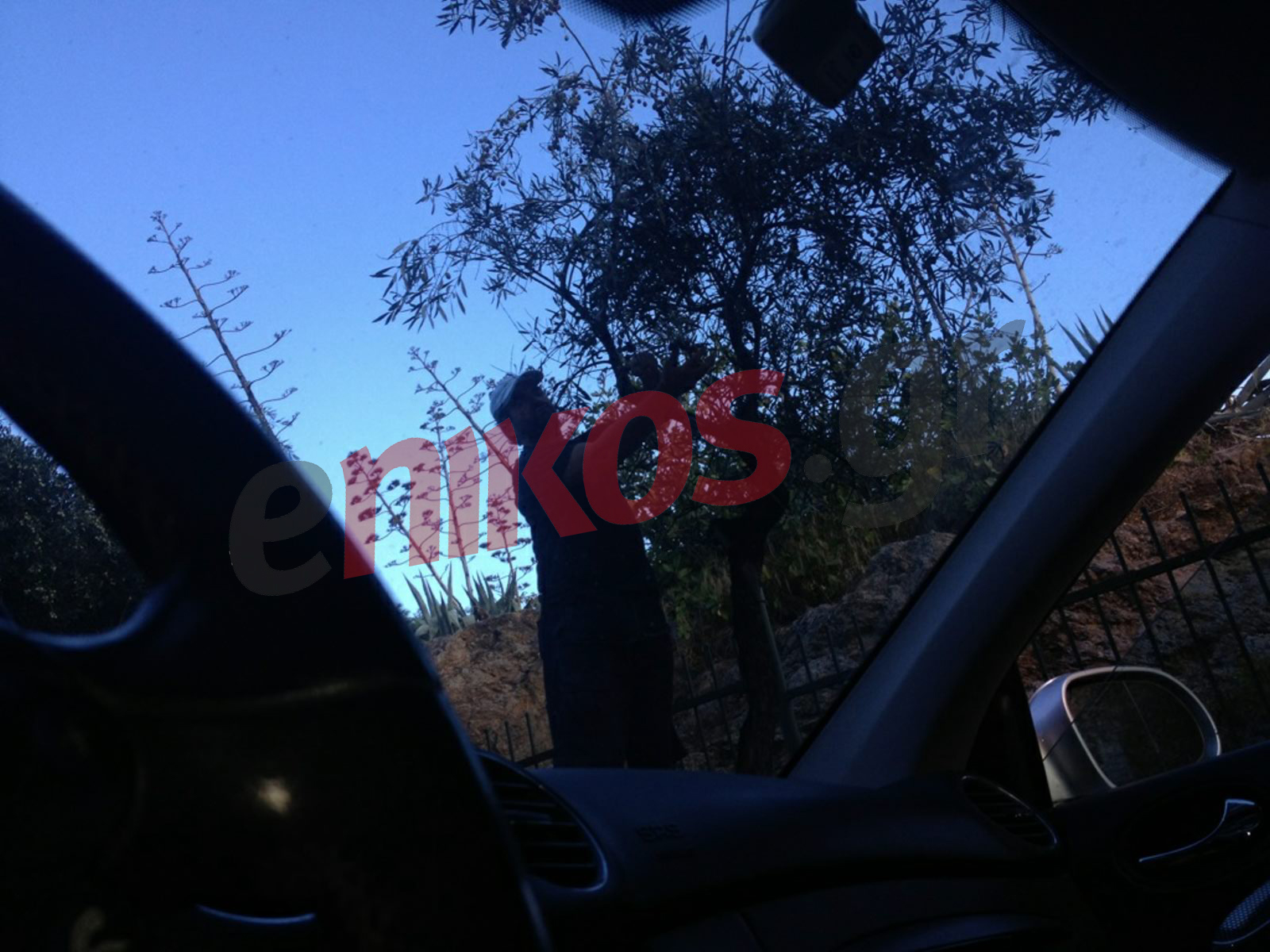 Στο Κουκάκι μαζεύουν ελιές…