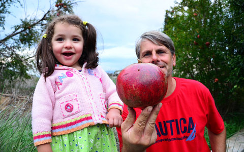 Έκοψαν ρόδι 1,5 κιλό