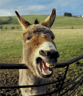 Γάιδαρος …υποψήφιος βουλευτής!