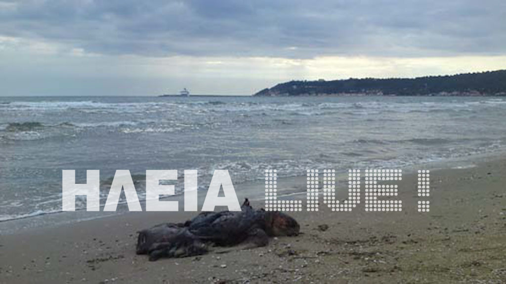 Κι άλλη νεκρή χελώνα