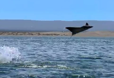 Τα σαλάχια που …πετούν!