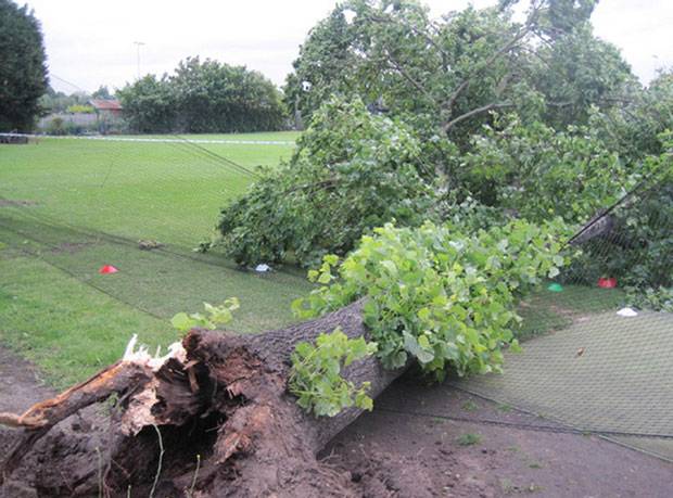 Σκοτώθηκε από πτώση δέντρου