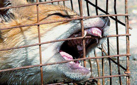 Δεύτερο κρούσμα λύσσας