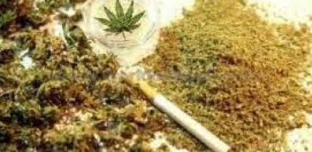 Αυλή γεμάτη χασίς