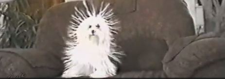 Ο σκύλος …σκαντζόχοιρος!