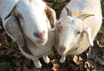 Συναγερμός για λοιμώδες νόσημα