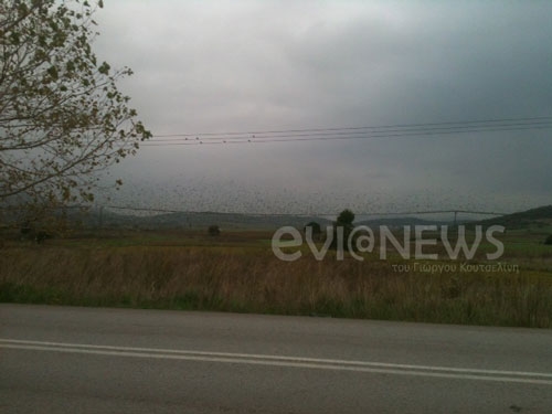 Επιδρομή χιλιάδων πουλιών